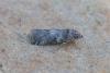 Phycita sp.